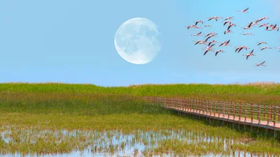 Kuşlar, umudun, barışın ve özgürlüğün simgesi olarak tarih boyunca insanların