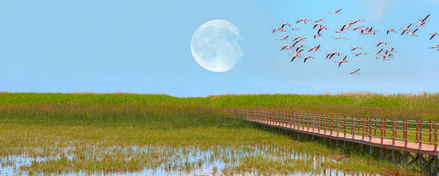 Kuşlar, umudun, barışın ve özgürlüğün simgesi olarak tarih boyunca insanların