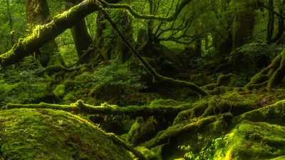 Yakuşima Adası, Japonya’nın güneyinde yer alan bir cennet adasıdır. Bu