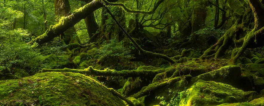 Yakuşima Adası, Japonya’nın güneyinde yer alan bir cennet adasıdır. Bu