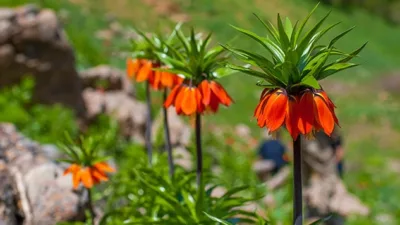 Şırnak, tarihi ve doğal güzellikleriyle dikkat çeken bir şehir. Nuh