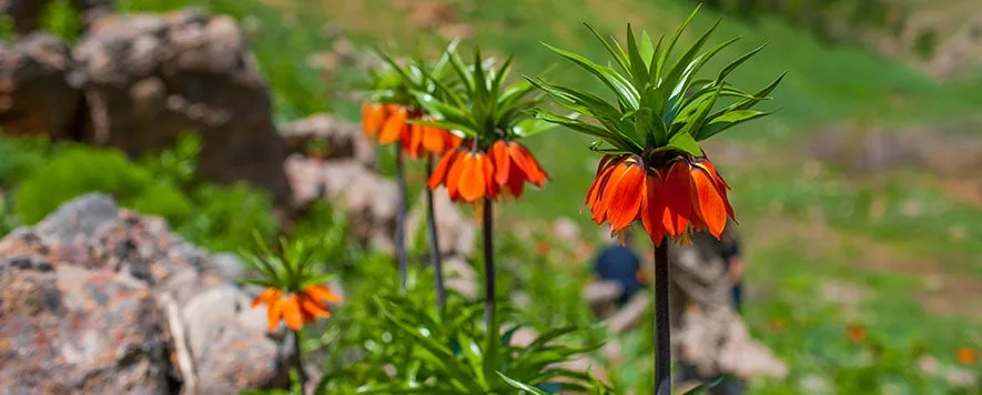 Şırnak, tarihi ve doğal güzellikleriyle dikkat çeken bir şehir. Nuh