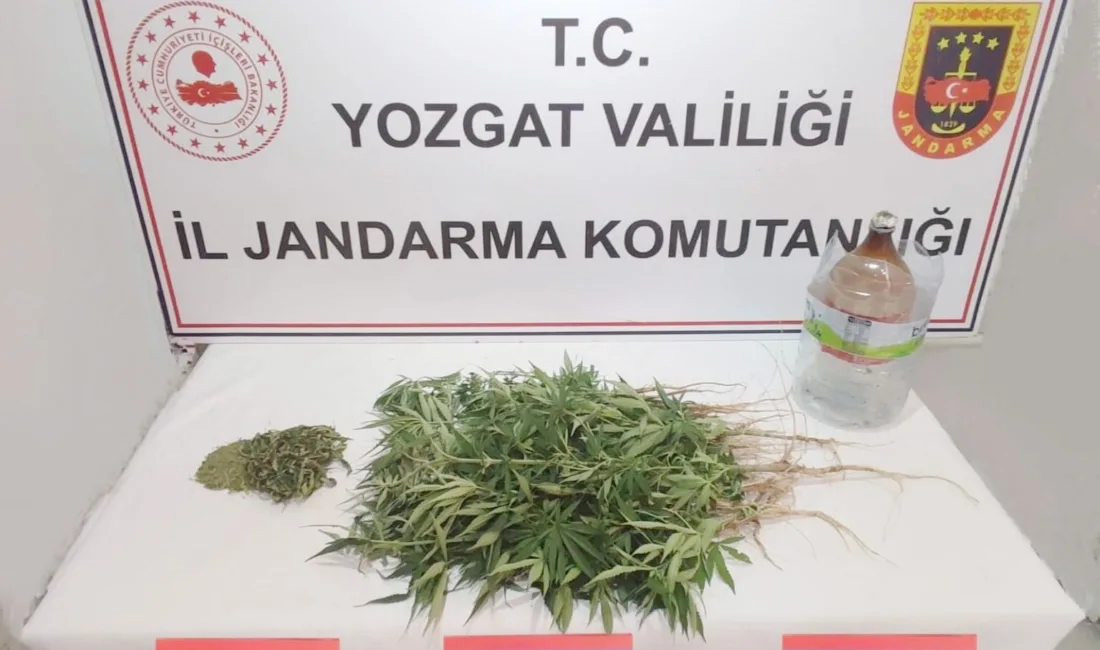 Yozgat’ın Şefaatli ilçesinde jandarma ekiplerinin düzenlediği operasyonda, bir evde kenevir