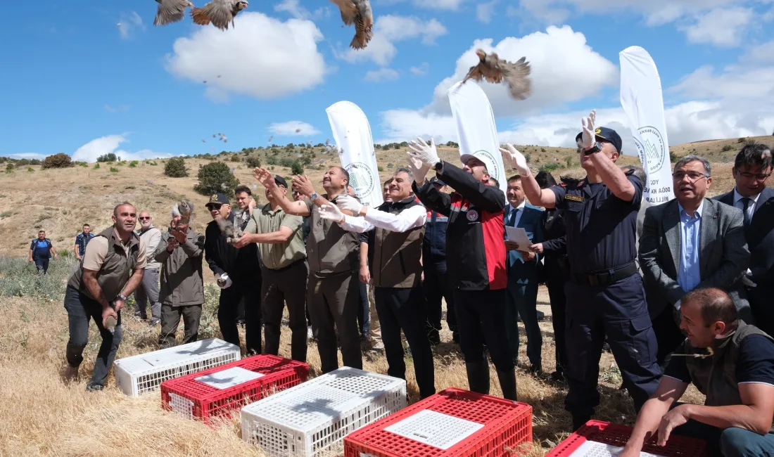Yozgat Keklik Üretim İstasyonu’nda yetiştirilen bin kınalı keklik, Valilik öncülüğünde