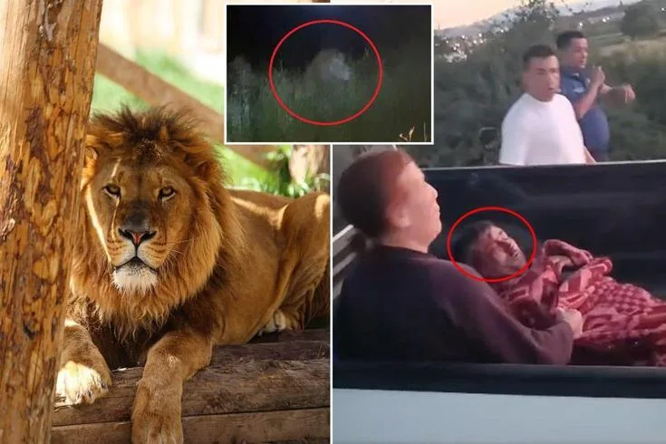 Manavgat ilçesinde bulunan bir hayvan parkından kaçan Zeus isimli aslan,