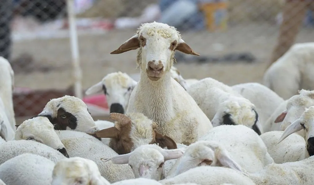 Yozgat’ta küçükbaş hayvancılığı geliştirmek amacıyla başlatılan “Bir Sürü Nedenim Var”