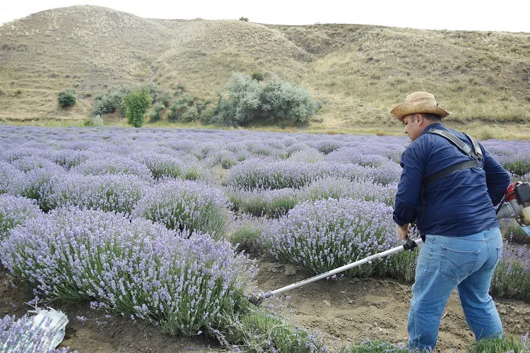 Yozgat İl Tarım ve Orman Müdürlüğü tarafından Sarıhacılı Mahallesi’nde demonstrasyon