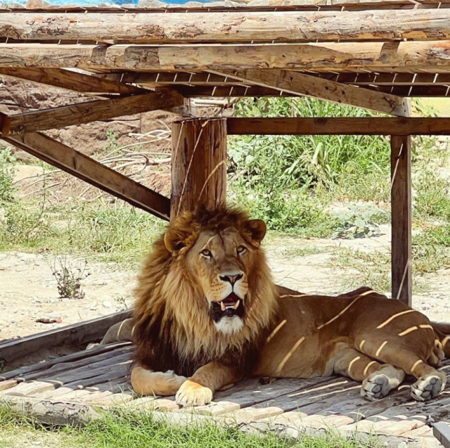 Manavgat'ta hayvan parkından kaçan aslan öldürüldü