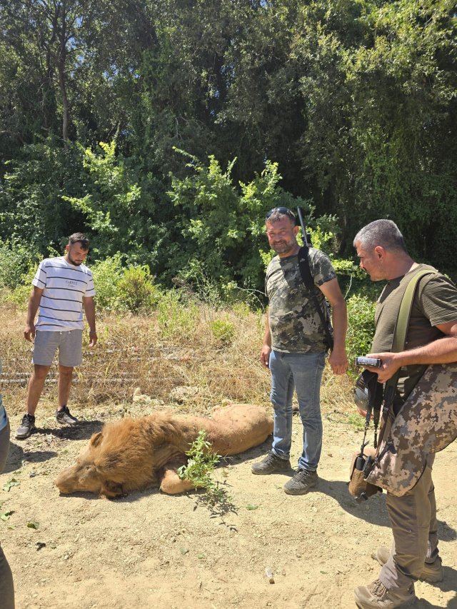 Manavgat'ta hayvan parkından kaçan aslan öldürüldü