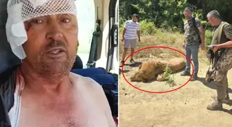 Antalya'nın Manavgat ilçesinde bulunan 'Aslan Diyarı' adlı hayvan parkından kaçan