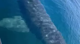 Sosyal medyada hızla yayılan ve Antalya'da çekildiği iddia edilen kopek