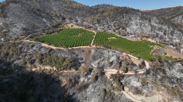 Bursa'yı kül eden alevler bir tek oraya ulaşamadı! Nedeni herkese ders olacak cinsten