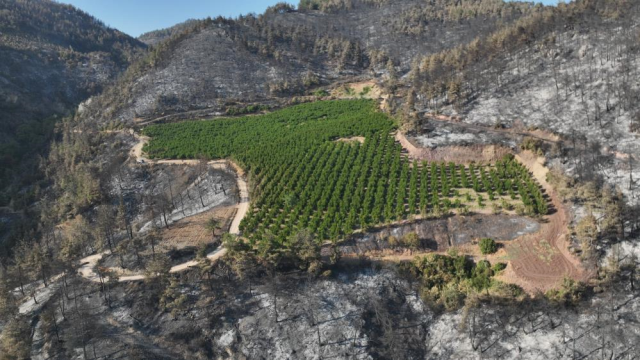 Bursa'yı kül eden alevler bir tek oraya ulaşamadı! Nedeni herkese ders olacak cinsten
