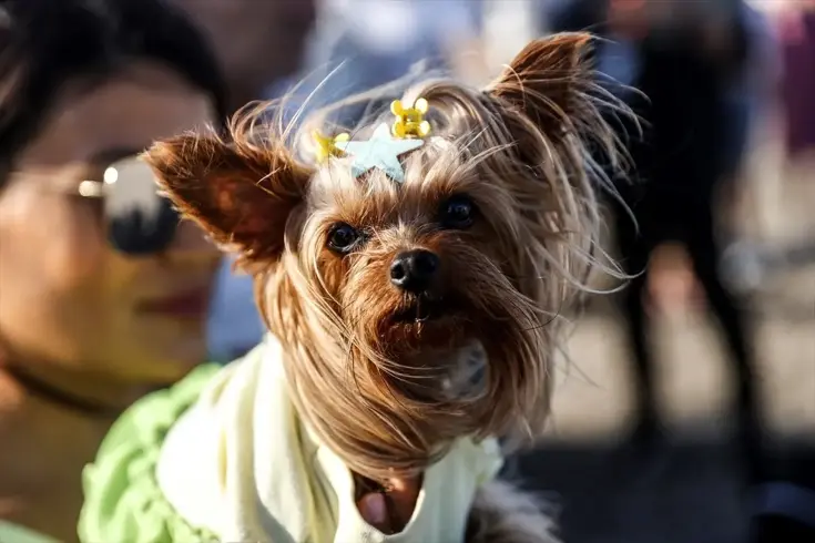 Mersin'de düzenlenen Soli Güneş Festivali kapsamında, hayvan sevgisini vurgulamak için