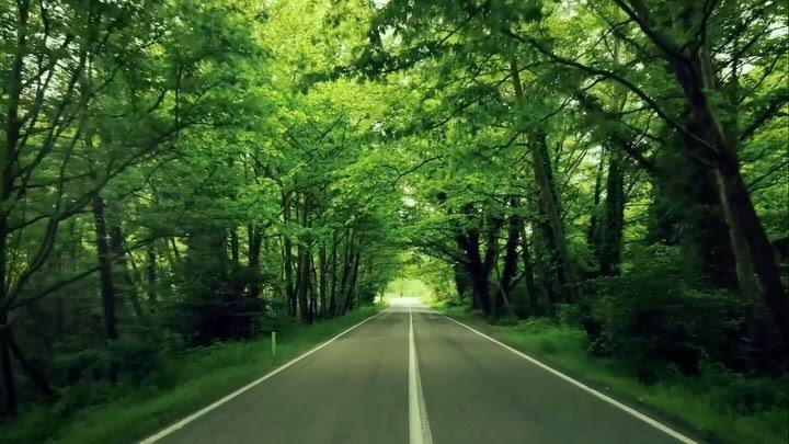 Karabük'ün UNESCO Dünya Mirası listesinde yer alan Safranbolu'daki yeşil ağaç