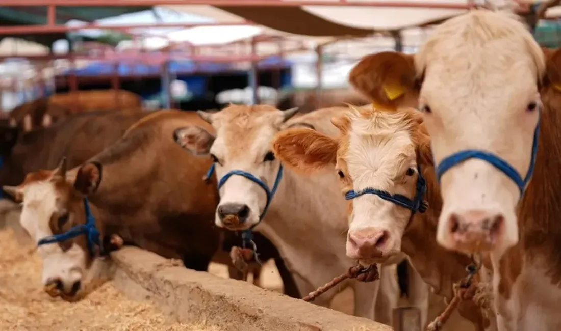 Tarım ve Orman Bakanlığı, şap hastalığının yayılma riskine karşı 81