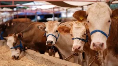 Yozgat Tarım ve Orman İl Müdürlüğü tarafından başlatılan şap aşı