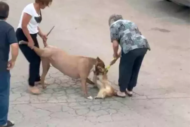 Ankara'nın Mamak ilçesinde gezdirilen saldırgan bir pitbull, başka bir köpeğe