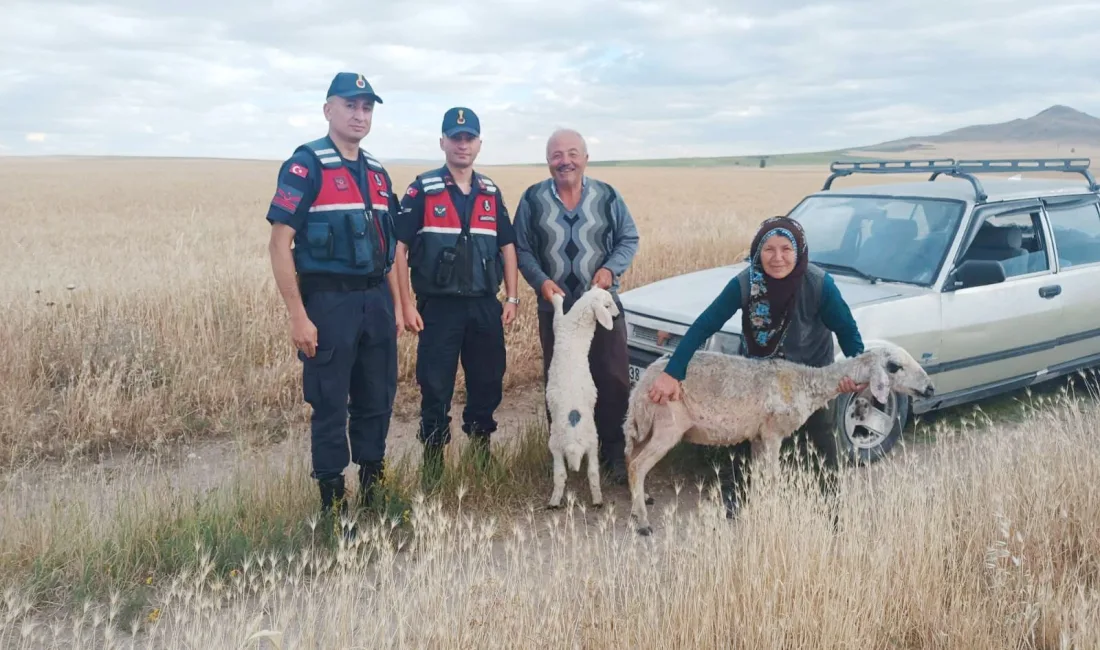 Yozgat’ın Sorgun ilçesinde devriye görevi yapan jandarma ekipleri, başıboş dolaşan