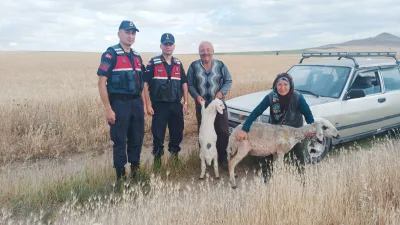 Yozgat’ın Sorgun ilçesinde devriye görevi yapan jandarma ekipleri, başıboş dolaşan