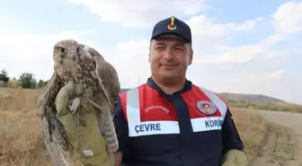 Sorgun ilçesinde halsizce duran dev doğa canlısı, halkın ihbarı üzerine