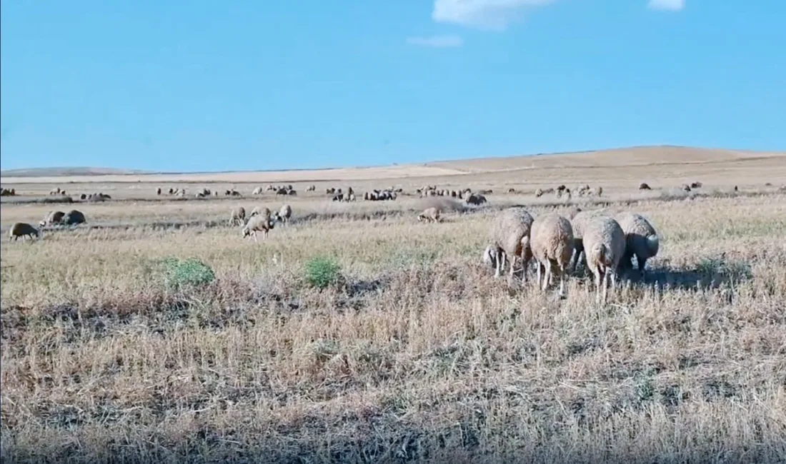 Kuraklık ve dolu felaketi, yeşil mercimek üretiminde önemli bir yere