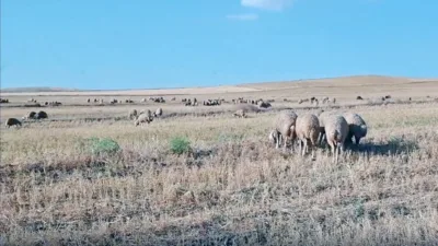 Kuraklık ve dolu felaketi, yeşil mercimek üretiminde önemli bir yere