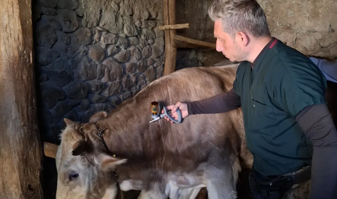 Yozgat’ta büyükbaş hayvanları şap hastalığından korumak amacıyla başlatılan aşı kampanyası