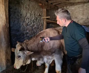 Yozgat’ta büyükbaş hayvanları şap hastalığından korumak amacıyla başlatılan aşı kampanyası
