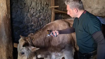 Yozgat’ta büyükbaş hayvanları şap hastalığından korumak amacıyla başlatılan aşı kampanyası