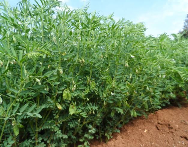 Yozgat, 225 bin dönüm arazide 27 bin ton yeşil mercimek