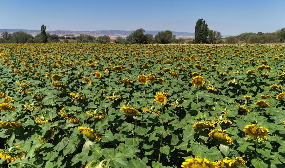 Yozgat Valisi Mehmet Ali Özkan, 2025 yılı itibariyle il genelinde