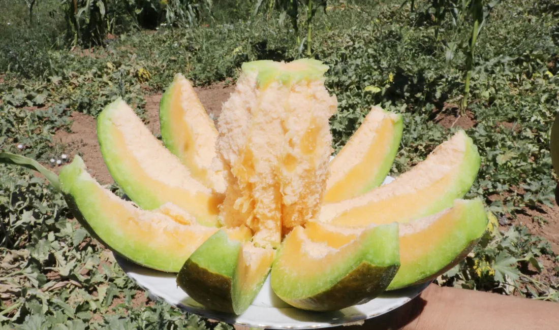  Yozgat’ın Aydıncık ilçesinde yetişen ve coğrafi işaret tescili bulunan