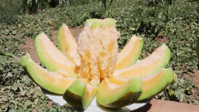  Yozgat’ın Aydıncık ilçesinde yetişen ve coğrafi işaret tescili bulunan