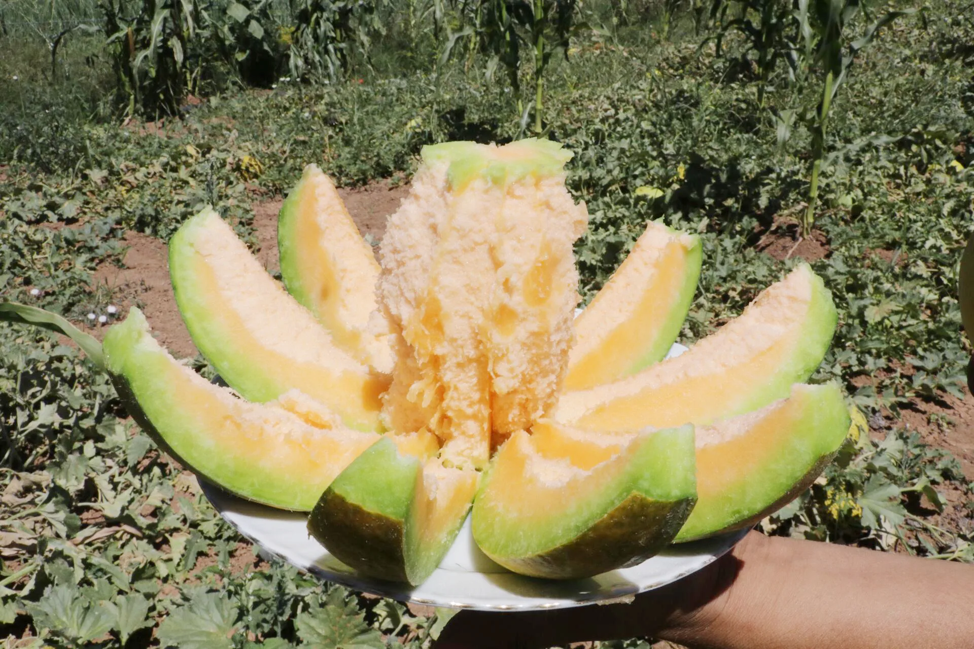  Yozgat’ın Aydıncık ilçesinde yetişen ve coğrafi işaret tescili bulunan