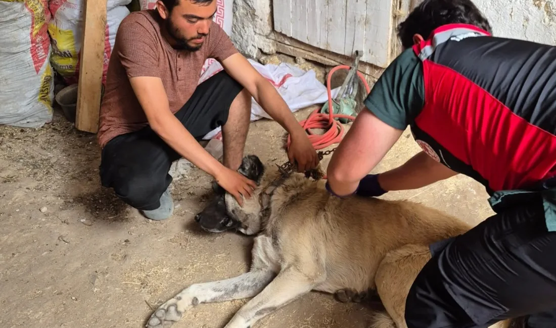  Yerköy İlçe Tarım ve Orman Müdürlüğü, sahipli hayvanlara yönelik