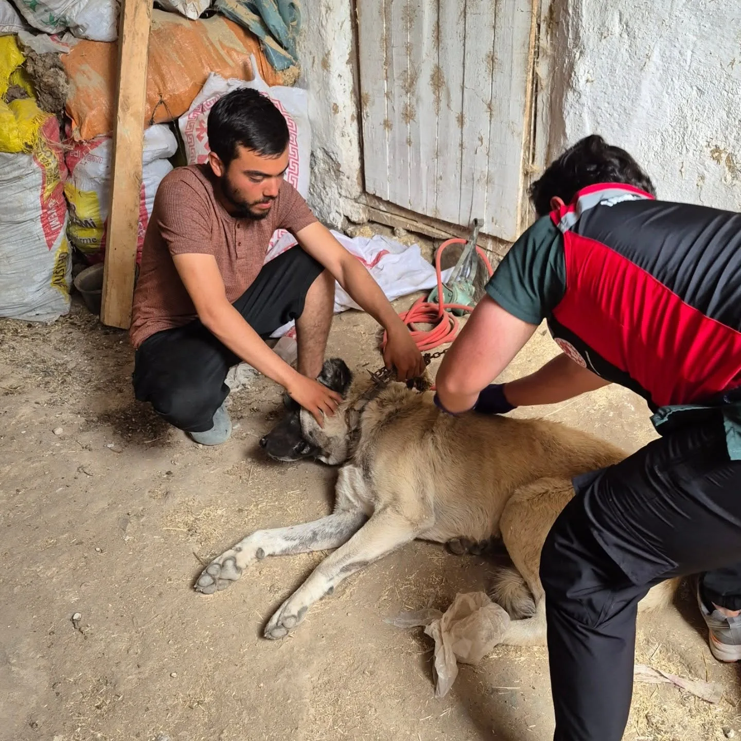  Yerköy İlçe Tarım ve Orman Müdürlüğü, sahipli hayvanlara yönelik