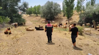 Yozgat İl Jandarma Komutanlığı, doğa ve hayvan sağlığını korumak için