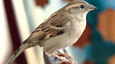  Milyonlarca serçeyi öldüren Mao’nun kampanyası ekolojik çöküşe ve büyük