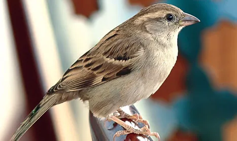  Milyonlarca serçeyi öldüren Mao’nun kampanyası ekolojik çöküşe ve büyük