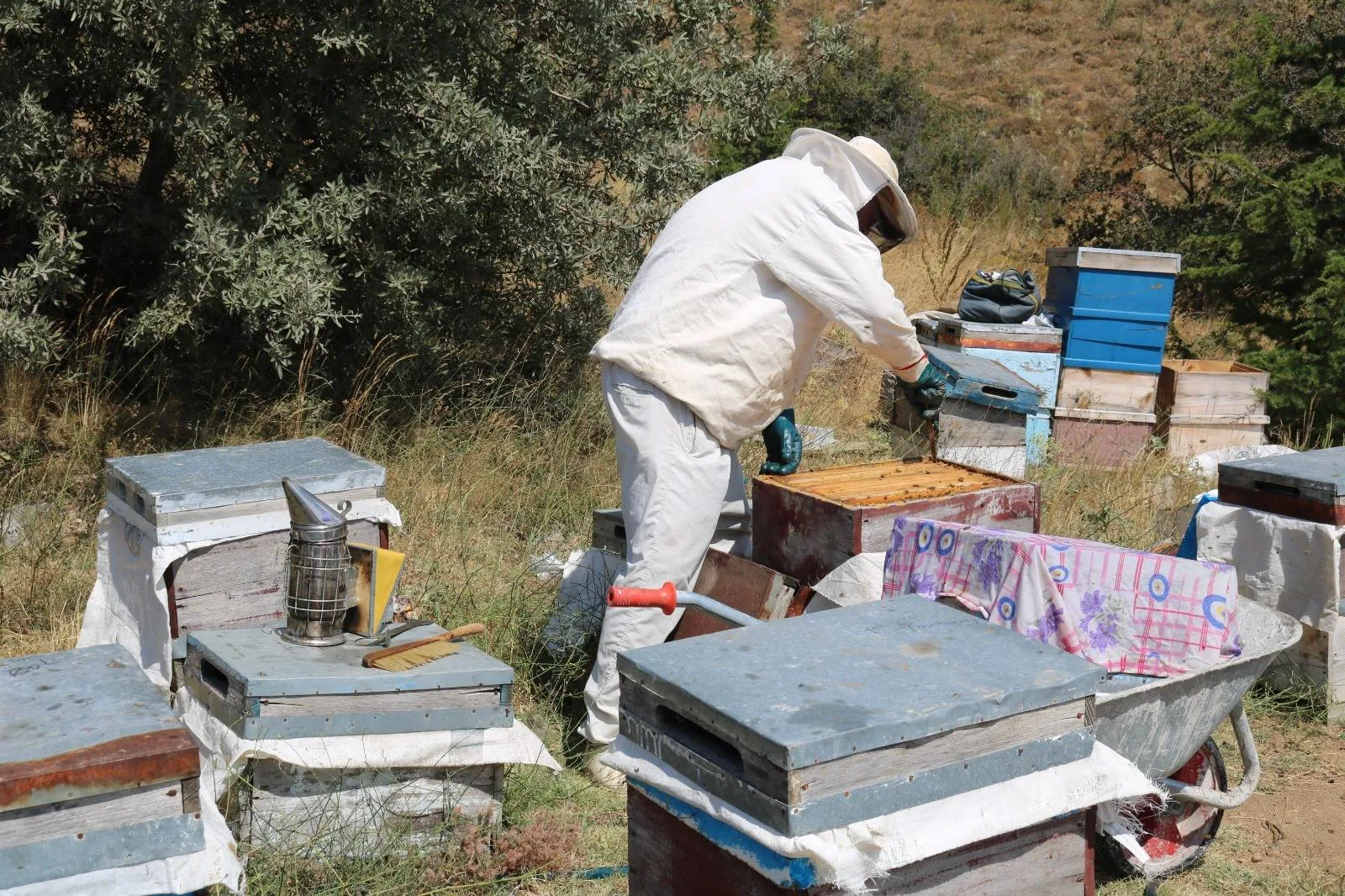  Yozgat’ta 2024 yılında kurulan Çamlık Bal Ormanı’na bu yıl