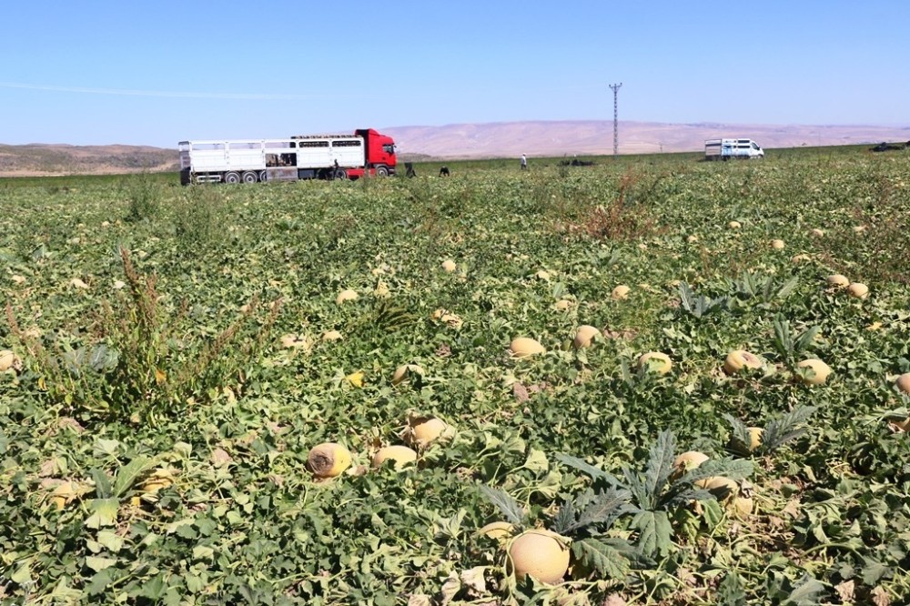Bitlis'in Adilcevaz ilçesinde kavun hasadı başladı. Bölgede yetiştirilen ve 'yer