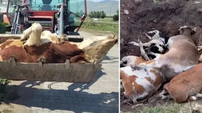 Ardahan bölgesinde yaşanan şap hastalığı salgınında 10 binden fazla büyükbaş