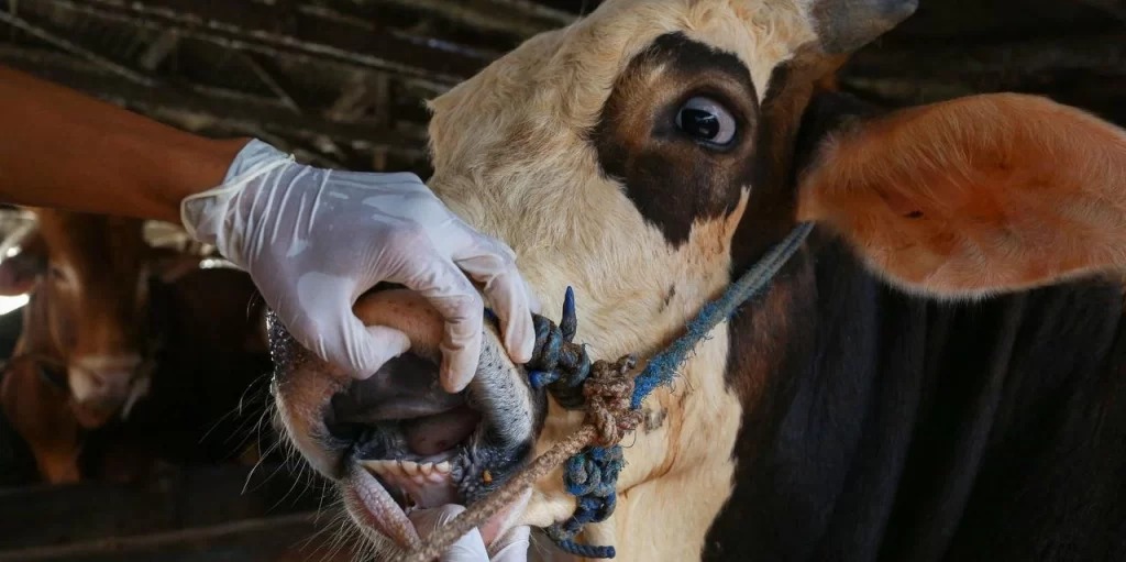 Tarım ve Orman Bakanı İbrahim Yumaklı, bazı yerlerde şap salgını