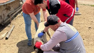 Yozgat Valiliği, sahipli hayvanların kuduz aşısı ve mikroçip ile kayıt