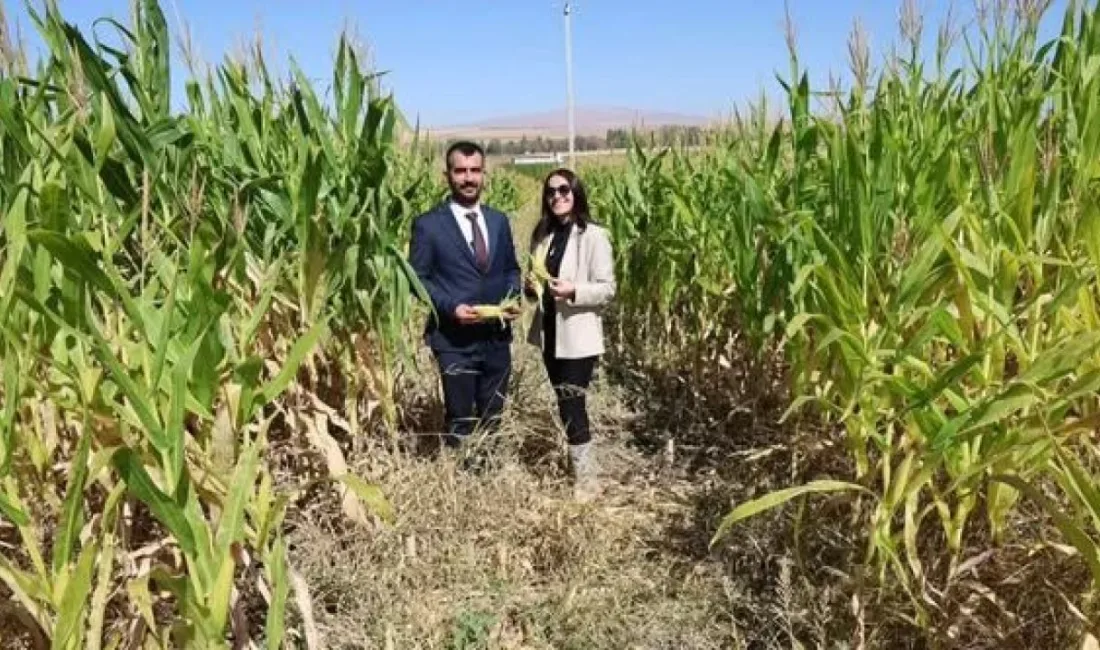 Yozgat Bozok Üniversitesi Boğazlıyan Meslek Yüksekokulu (MYO), yalnızca mesleki eğitim