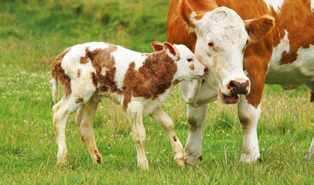 Yozgat’ta 2025 Buzağı Destekleme Programı Açıklandı Yozgat İl Tarım ve Orman Müdürlüğü, 2025 yılı buzağı desteklemelerinin