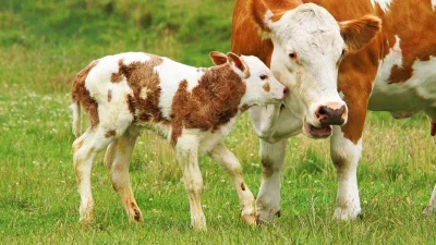Yozgat İl Tarım ve Orman Müdürlüğü, 2025 yılı buzağı desteklemelerinin