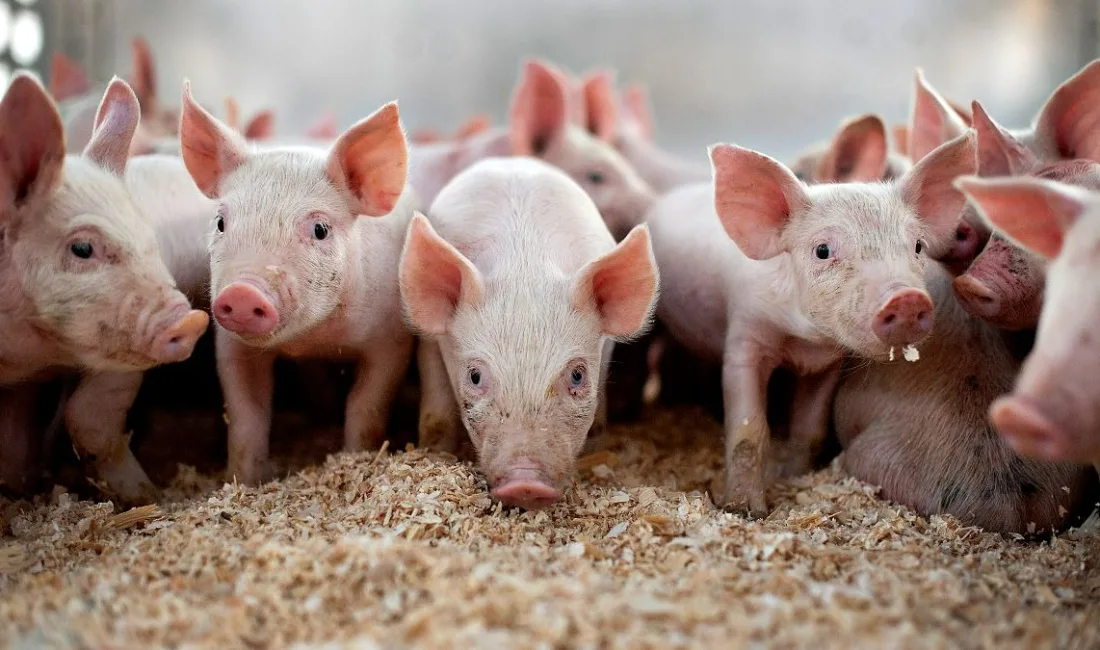 Domuz eti, Müslümanlar ve bazı inançlar için yasaklanmıştır. Bu konu