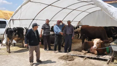 Tarım ve Orman Bakanı İbrahim Yumaklı, şap hastalığının yeni serotipi